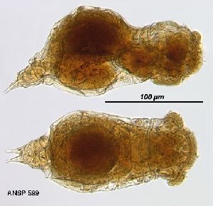 Image courtesy of ANSP (Jersabek et al. 2003) <a href='../../Reference/Index/15798' target='_blank'>[Ref.15798]</a>; females, dorsal (bottom) and lateral (top) views